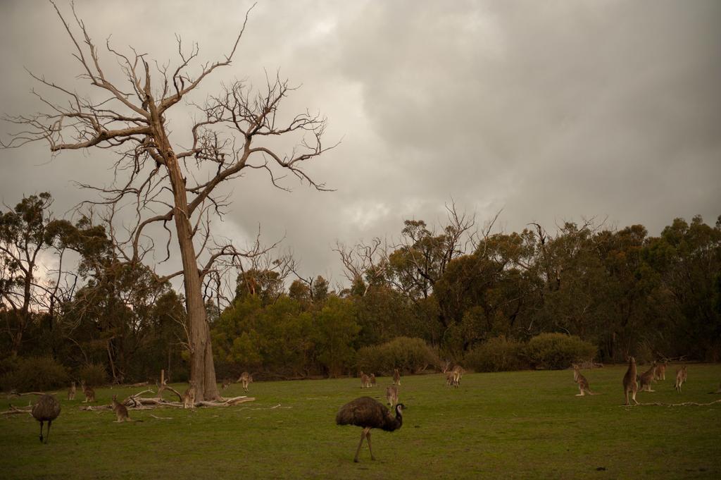 Boroka Downs Halls Gap Exterior foto