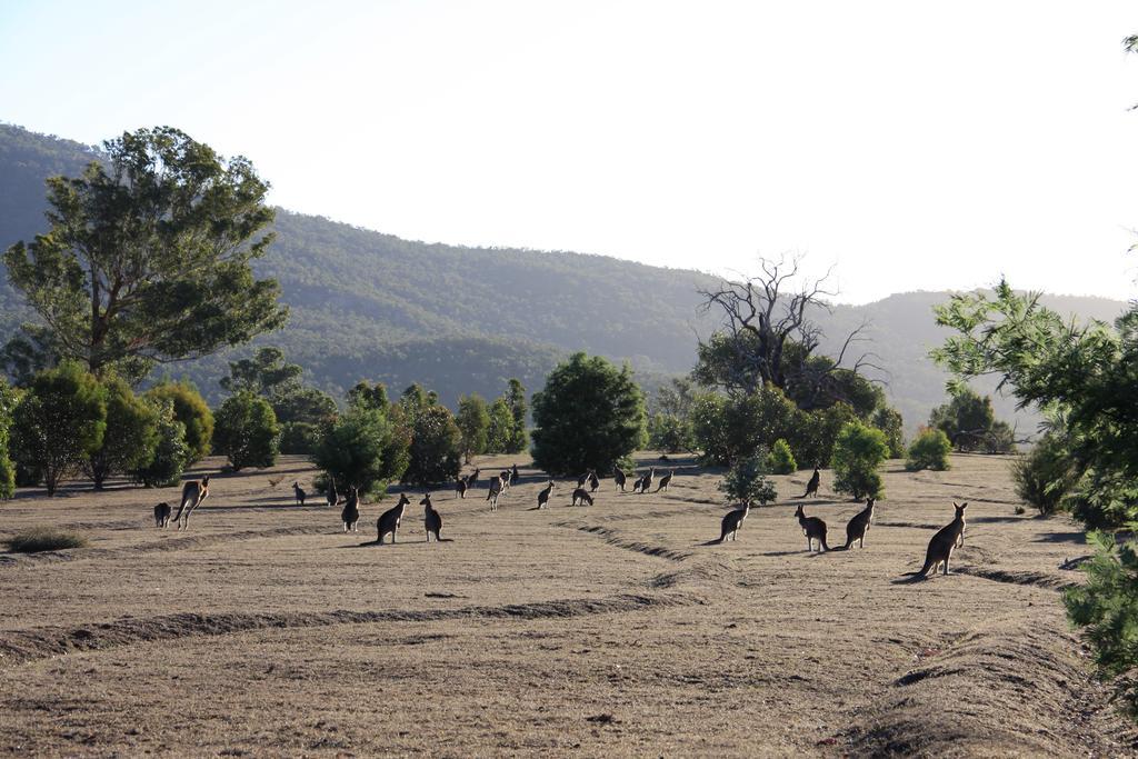 Boroka Downs Halls Gap Exterior foto
