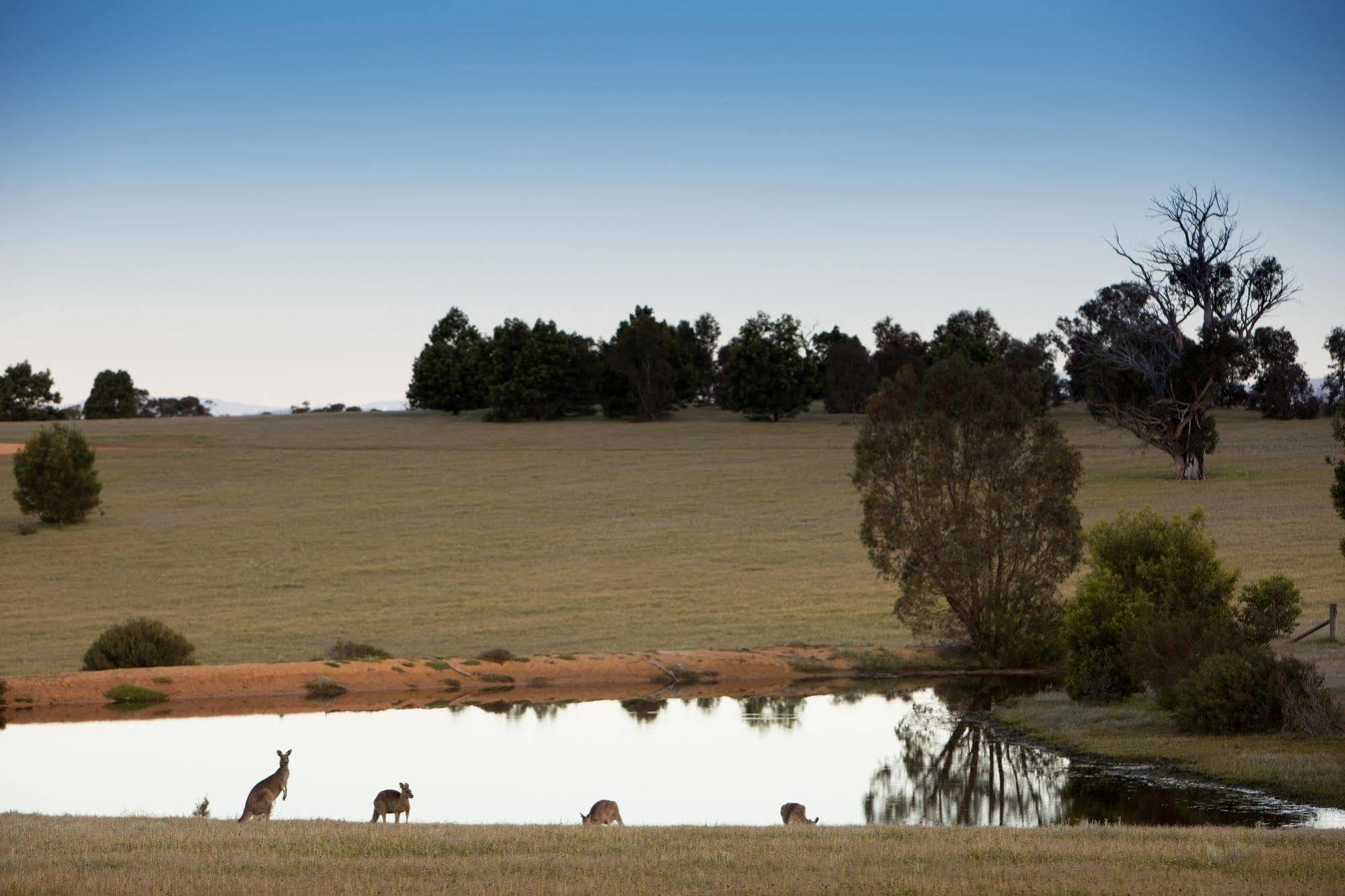 Boroka Downs Halls Gap Exterior foto