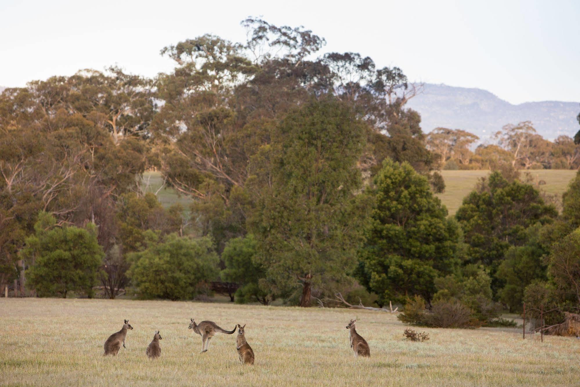 Boroka Downs Halls Gap Exterior foto