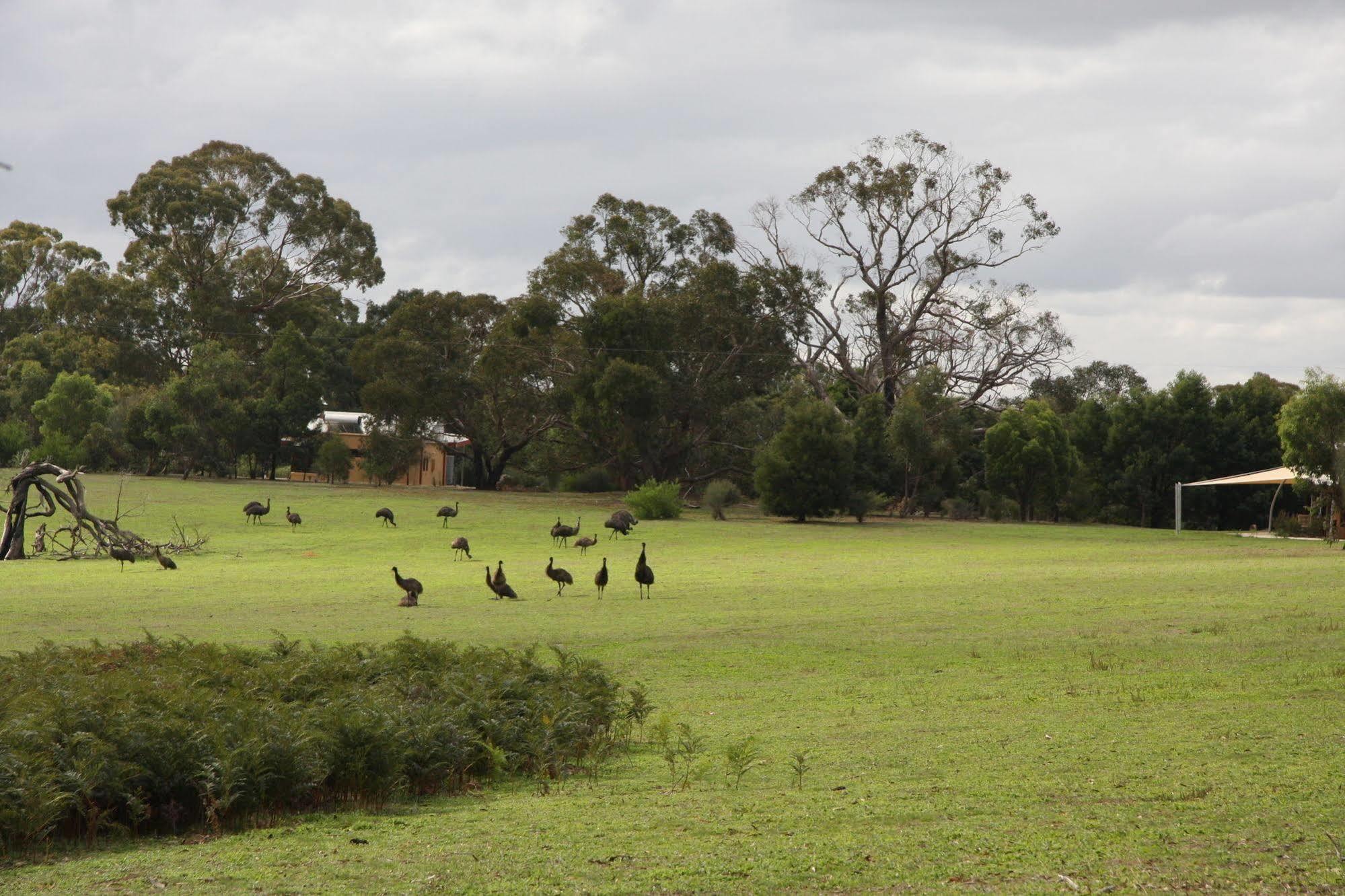 Boroka Downs Halls Gap Exterior foto